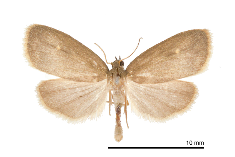 Neeugoa kanshireiensis Male